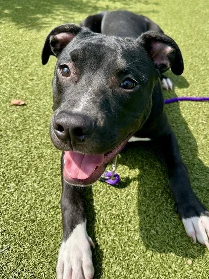 A young large-sized male Mixed Breed dog named Drax for adoption in Wichita, KS