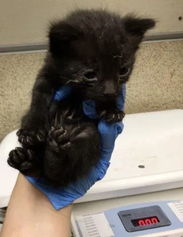 A young small-sized male Domestic Short Hair cat named Ace for adoption in Riverside, CA