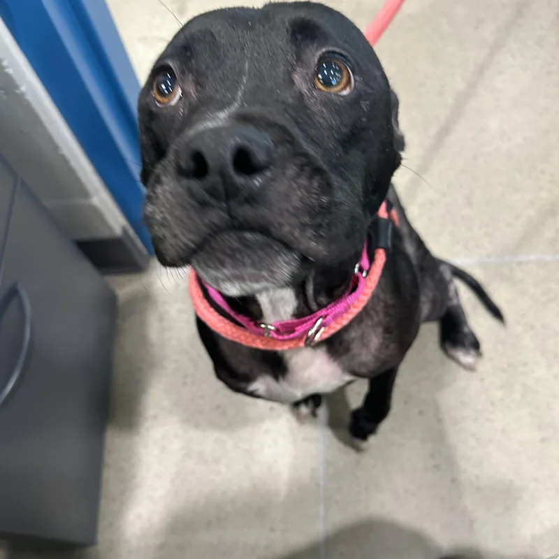 An adult medium-sized female Pit Bull Terrier dog named Midnight for adoption in Manassas, VA
