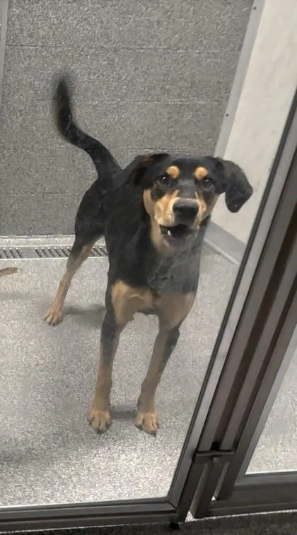 A young medium-sized female Shepherd dog named Minnie for adoption in Hamilton, MT