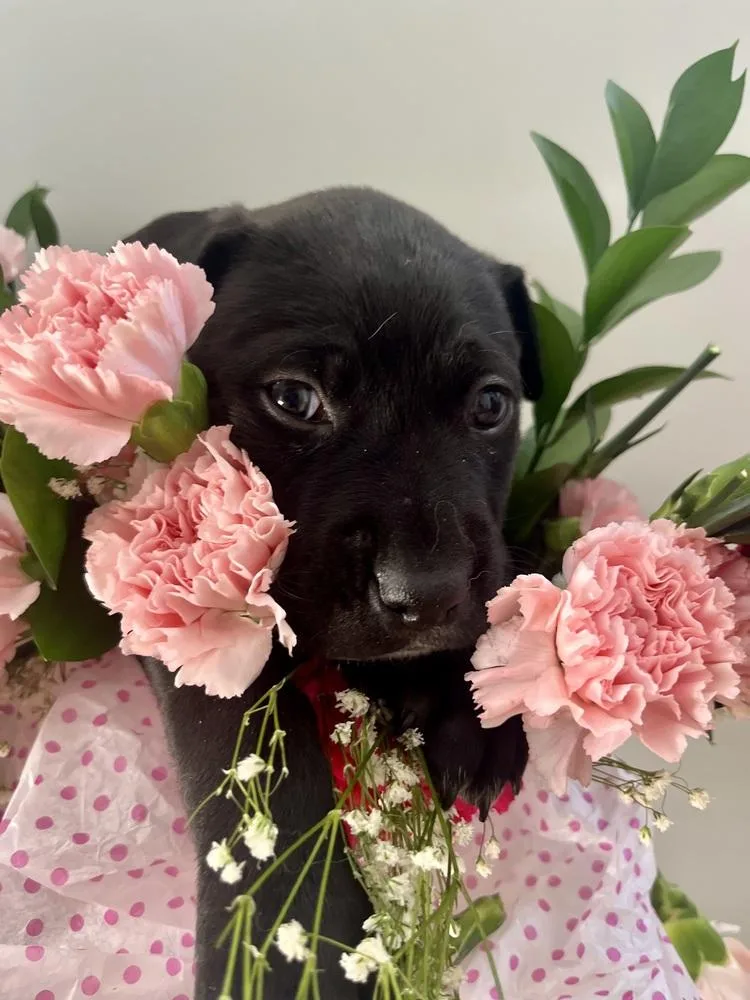 Booktok Fantasy Litter  thumbnail 3