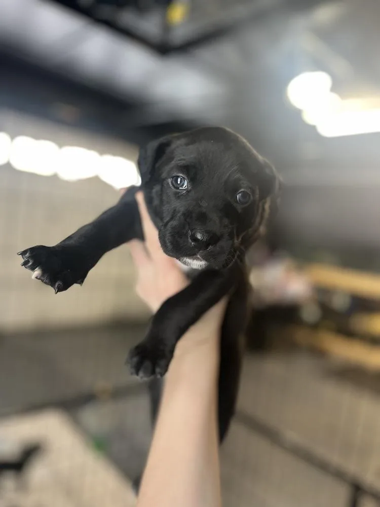 Booktok Fantasy Litter 