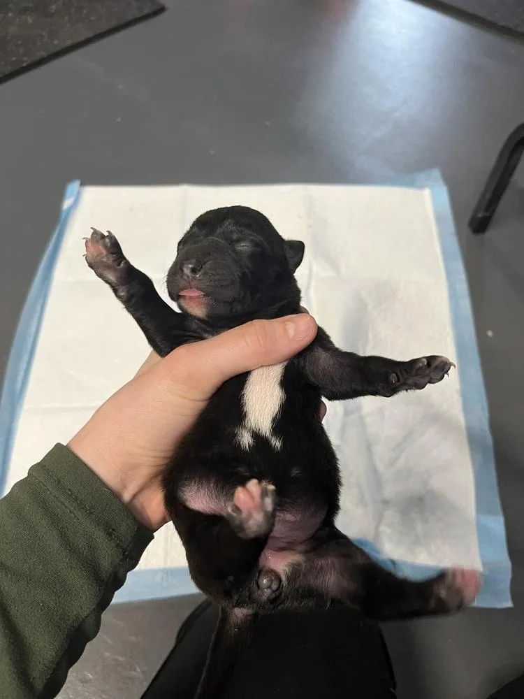 Booktok Fantasy Litter  thumbnail 5