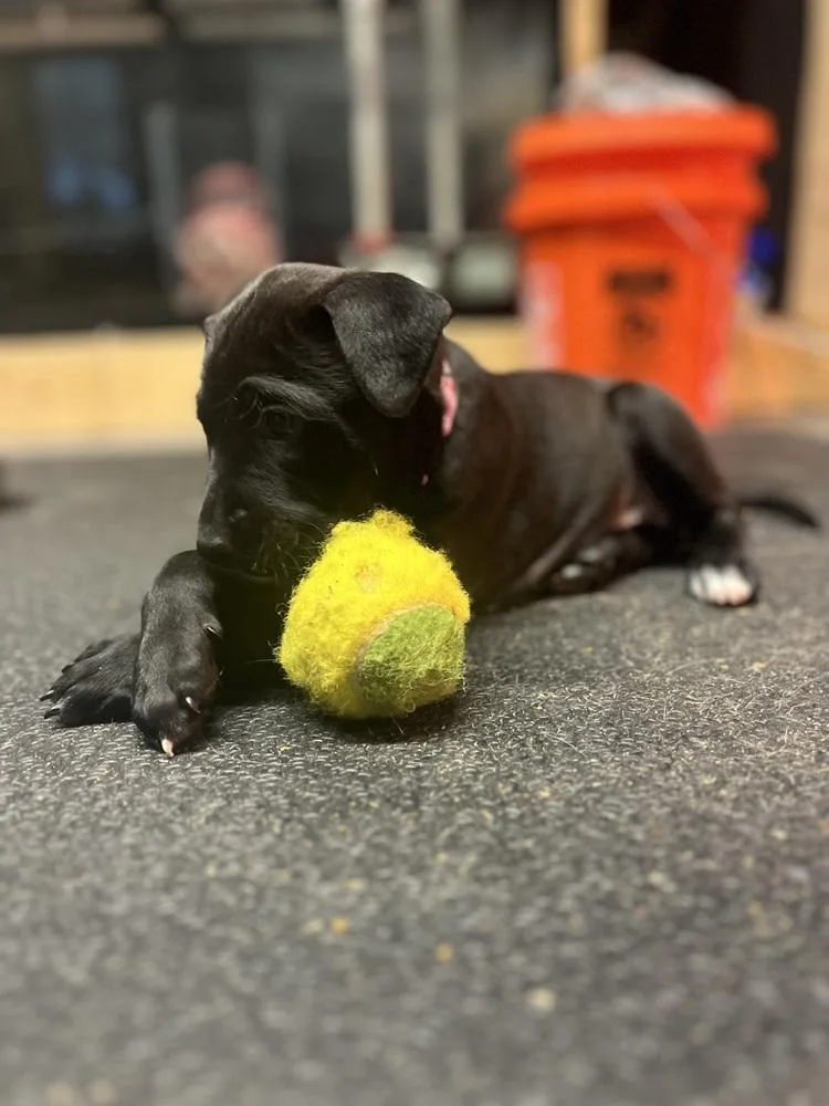 Booktok Fantasy Litter  thumbnail 6