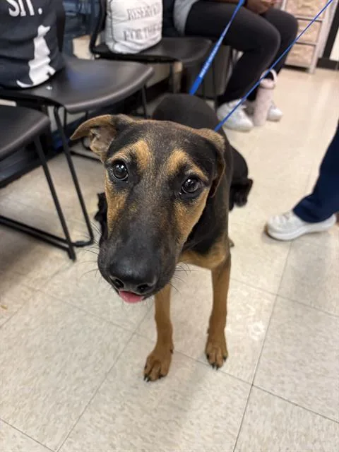 A young large-sized male German Shepherd Dog dog named Miso for adoption in Sugar Land, TX