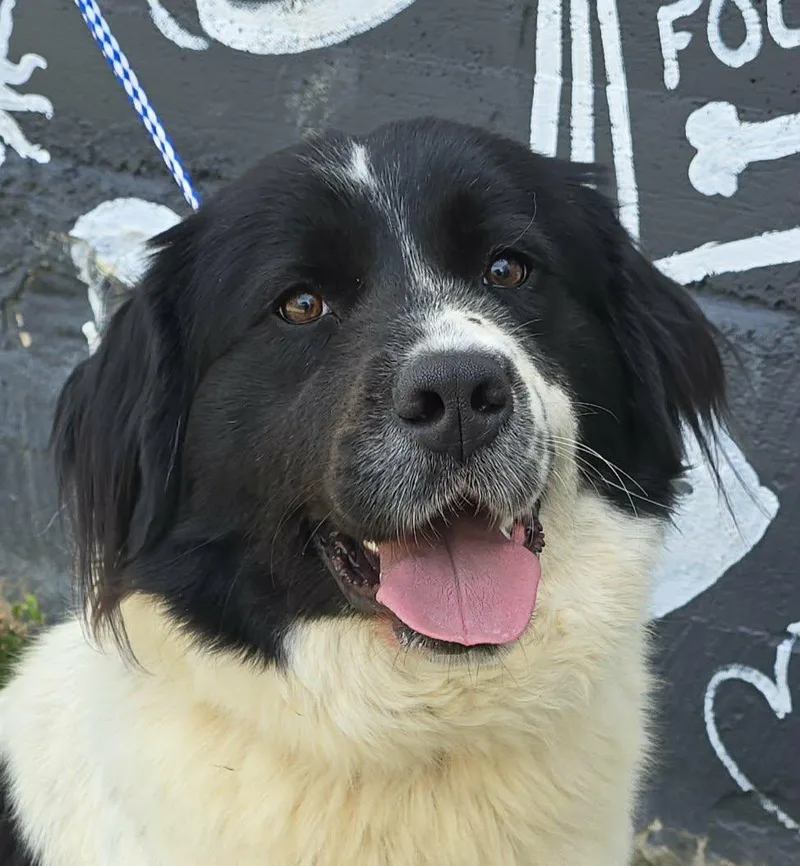 A young large-sized female White / Cream Newfoundland Dog dog named Lea for adoption in Newport, TN