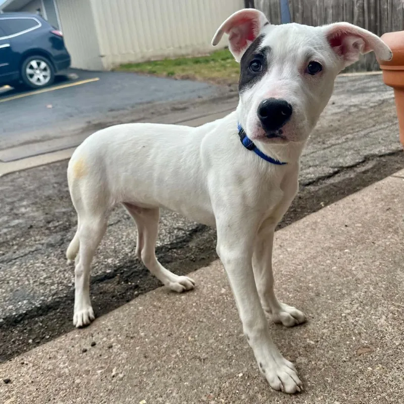 Cadbury Pr thumbnail 2