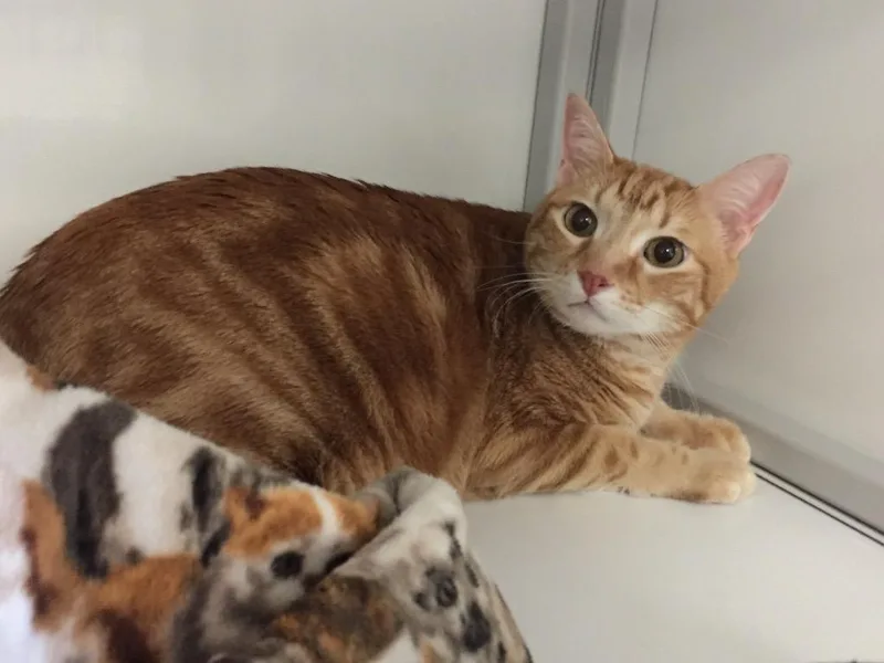 An adult medium-sized male Domestic Short Hair cat named Justinqueso for adoption in Peoria, AZ