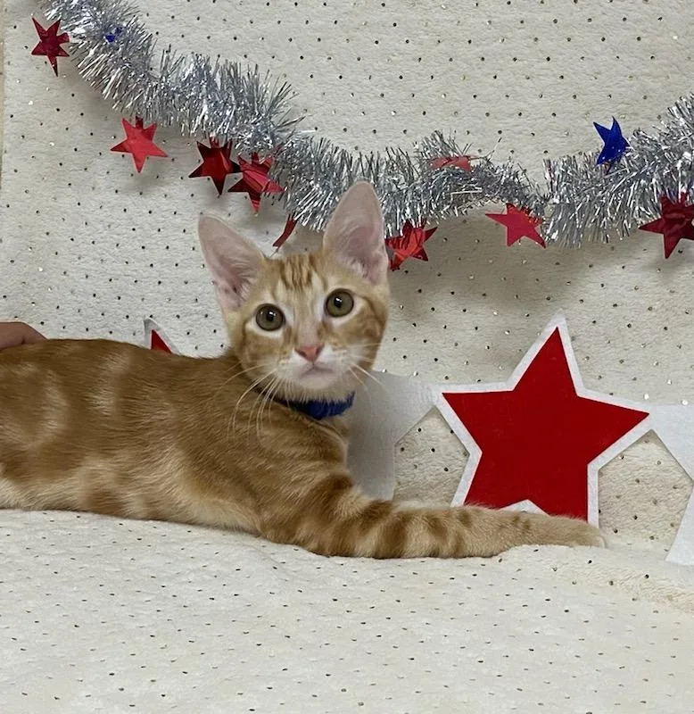 Justinqueso thumbnail 2