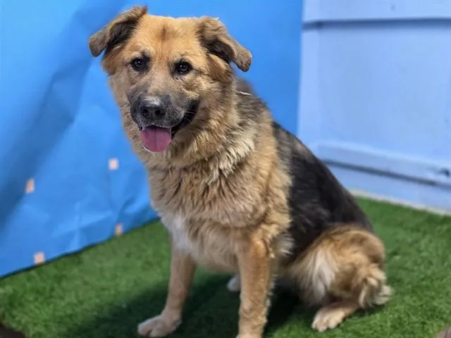 An adult large-sized female German Shepherd Dog dog named Hailey for adoption in Gardena, CA