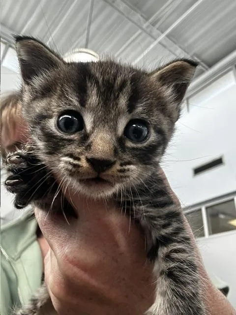A baby medium-sized male Domestic Short Hair cat named Neko for adoption in Dallas, TX