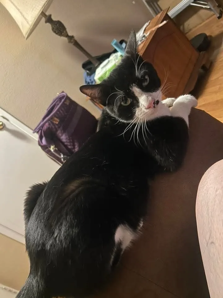 An adult medium-sized male Domestic Short Hair cat named Mister for adoption in Calimesa, CA