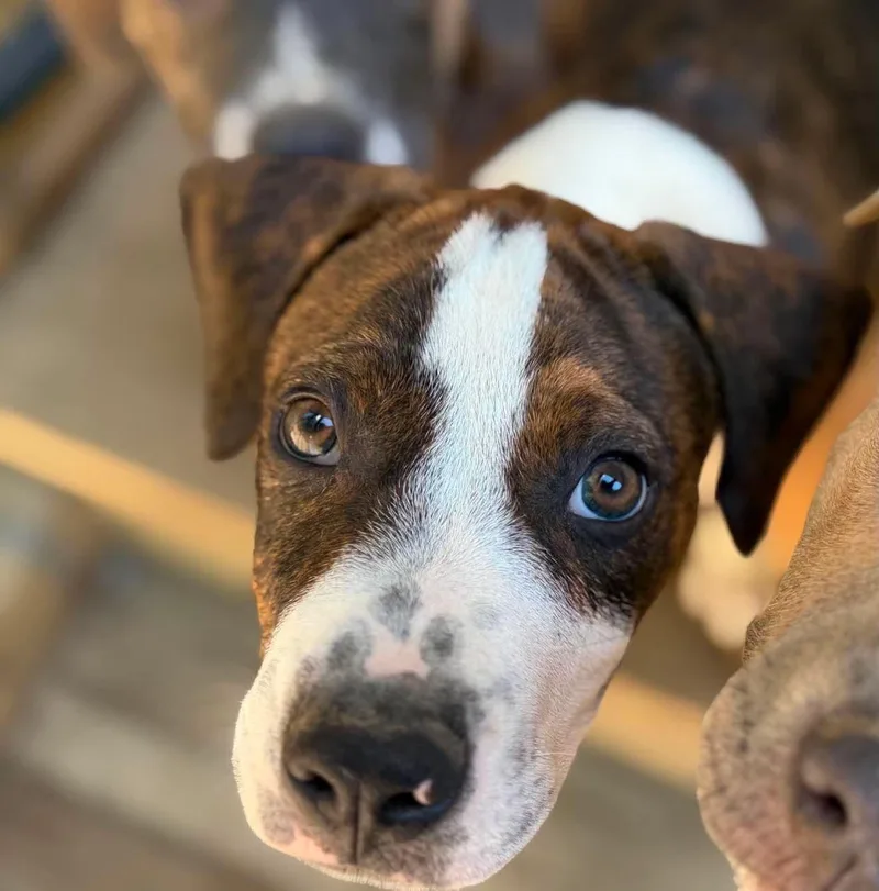 A baby medium-sized male Brindle Mixed Breed dog named Liam for adoption in BONIFAY, FL