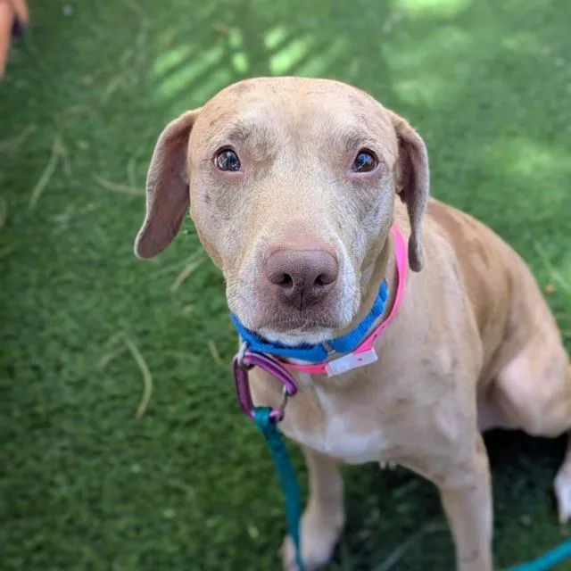 An adult large-sized female Pit Bull Terrier dog named Nelli for adoption in Las Vegas, NV