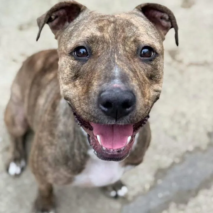 An adult medium-sized female Brindle Mixed Breed dog named Saylor for adoption in Wheeling, IL