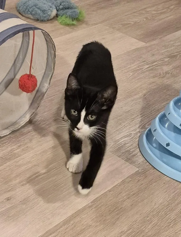 A baby small-sized female Domestic Short Hair cat named Mittens for adoption in South Bend, IN