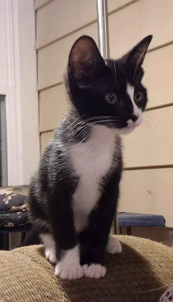 Mittens thumbnail 4