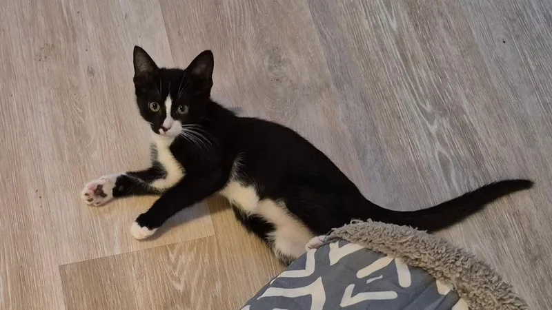 Mittens thumbnail 5