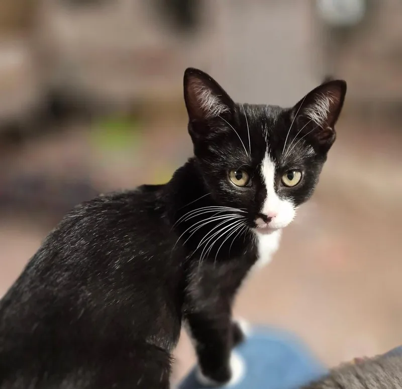 Mittens thumbnail 6