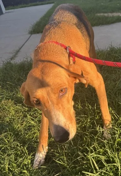 An adult medium-sized female Hound dog named Olivia for adoption in Conway, SC