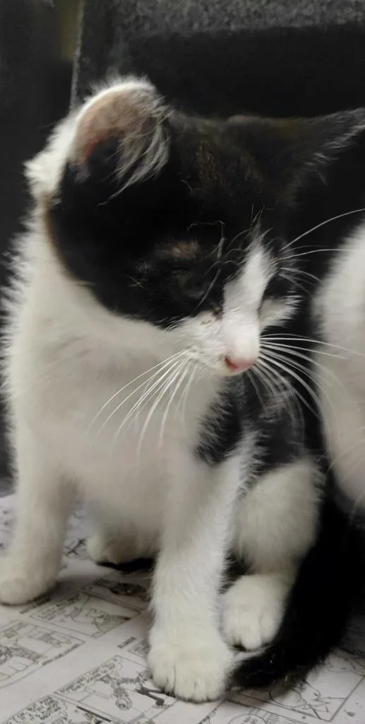 A baby small-sized male Domestic Medium Hair cat named Cyrus for adoption in Henderson, NC
