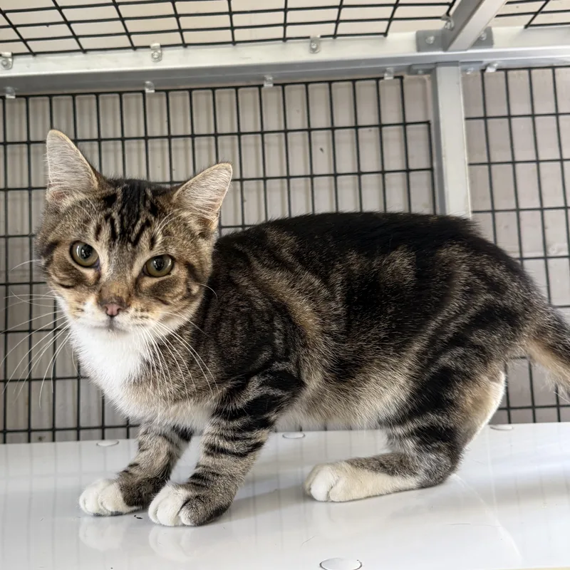 A young large-sized male Tabby (Brown / Chocolate) Domestic Short Hair cat named Bobble for adoption in Oconto, WI
