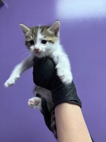 A baby small-sized male Gray / Blue / Silver Domestic Short Hair cat named Duke for adoption in El Paso, TX