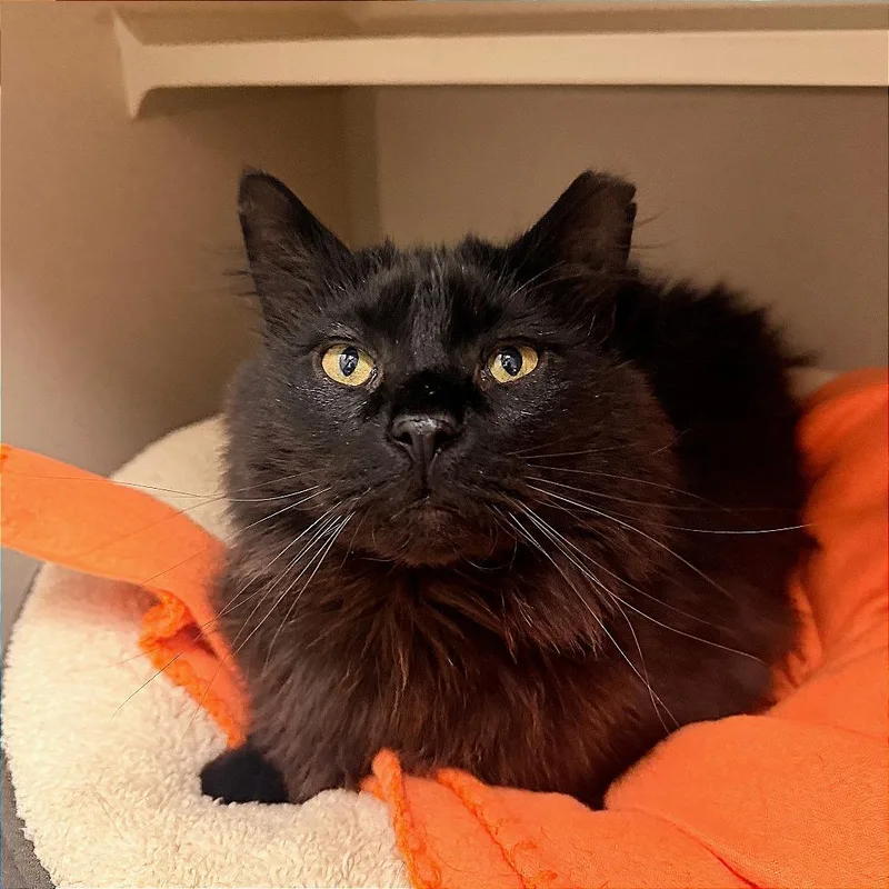 Mr. Meowgi thumbnail 3