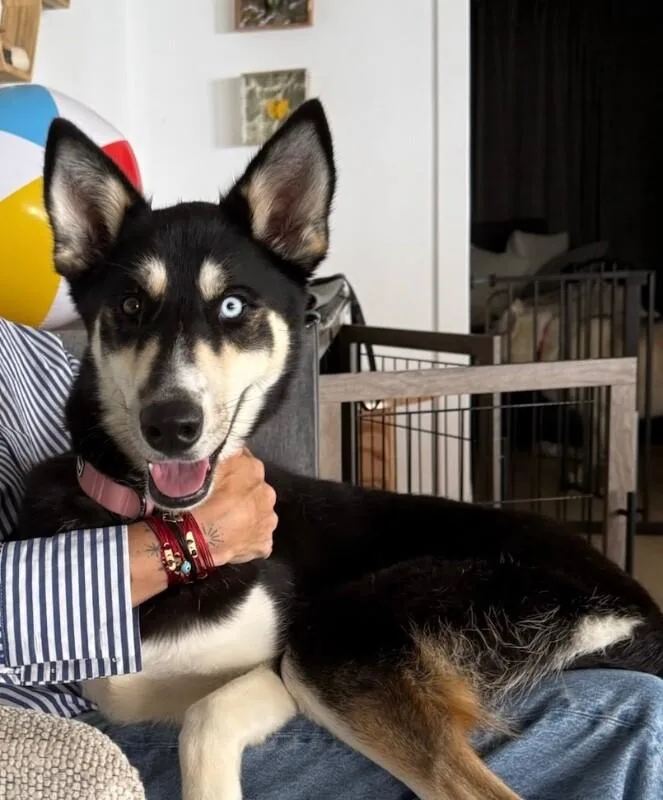 An adult medium-sized female Siberian Husky dog named Mabel for adoption in Manhattan Beach, CA