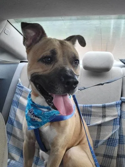 An adult medium-sized male Pit Bull Terrier dog named Otis for adoption in Atlanta, GA