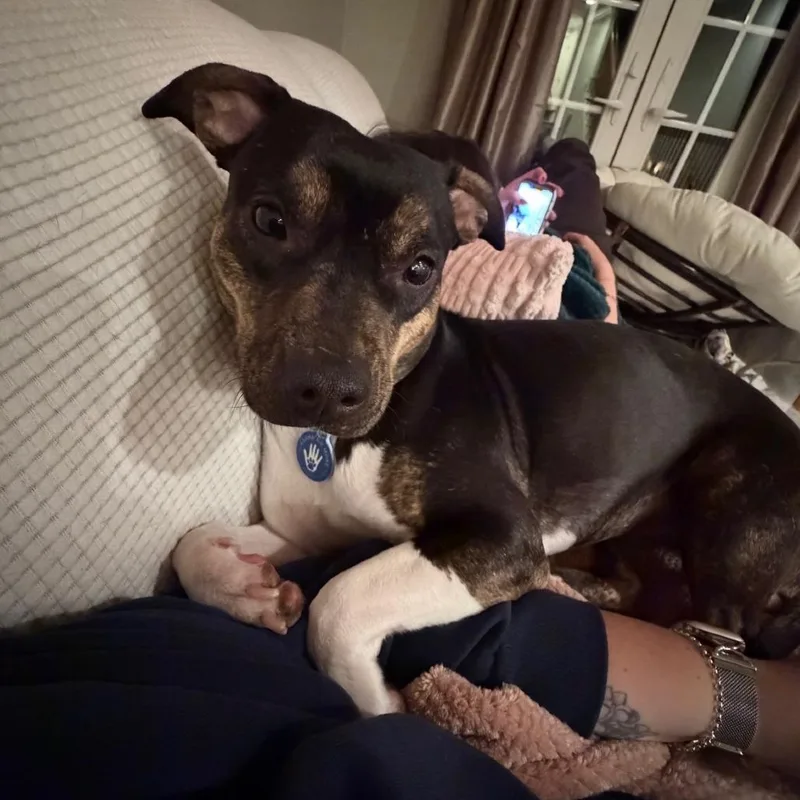 An adult small-sized female Black Chihuahua dog named Edamame for adoption in Apache Junction, AZ