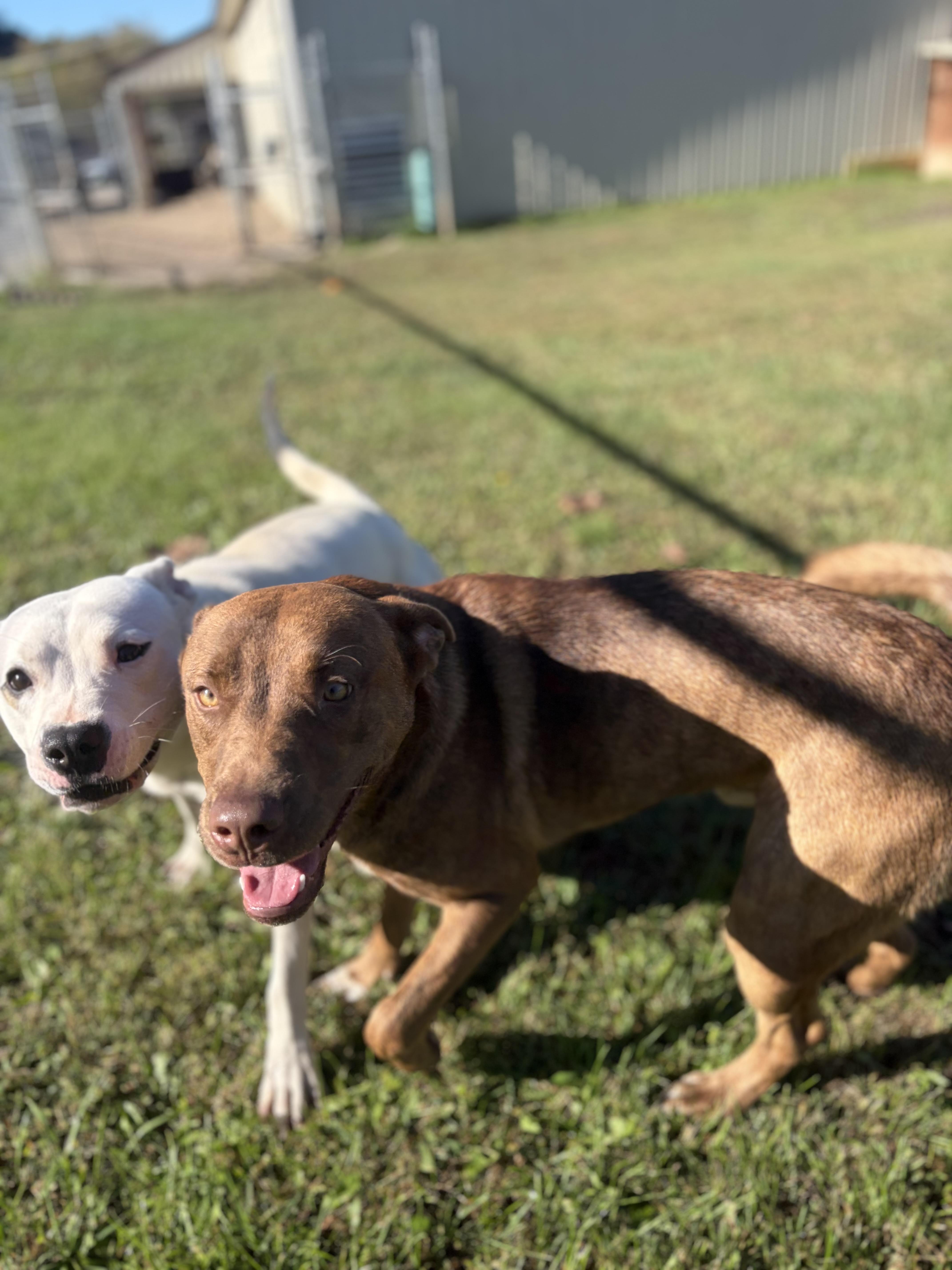 An adult medium-sized male Red / Chestnut / Orange Mixed Breed dog named TamTam for adoption in Pomeroy, OH