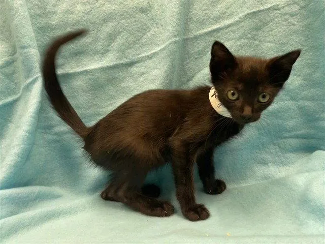 A baby small-sized male Black Domestic Short Hair cat named Darko for adoption in Tavares, FL