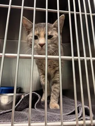 A baby small-sized female Domestic Short Hair cat named Nesta for adoption in Fishers, IN