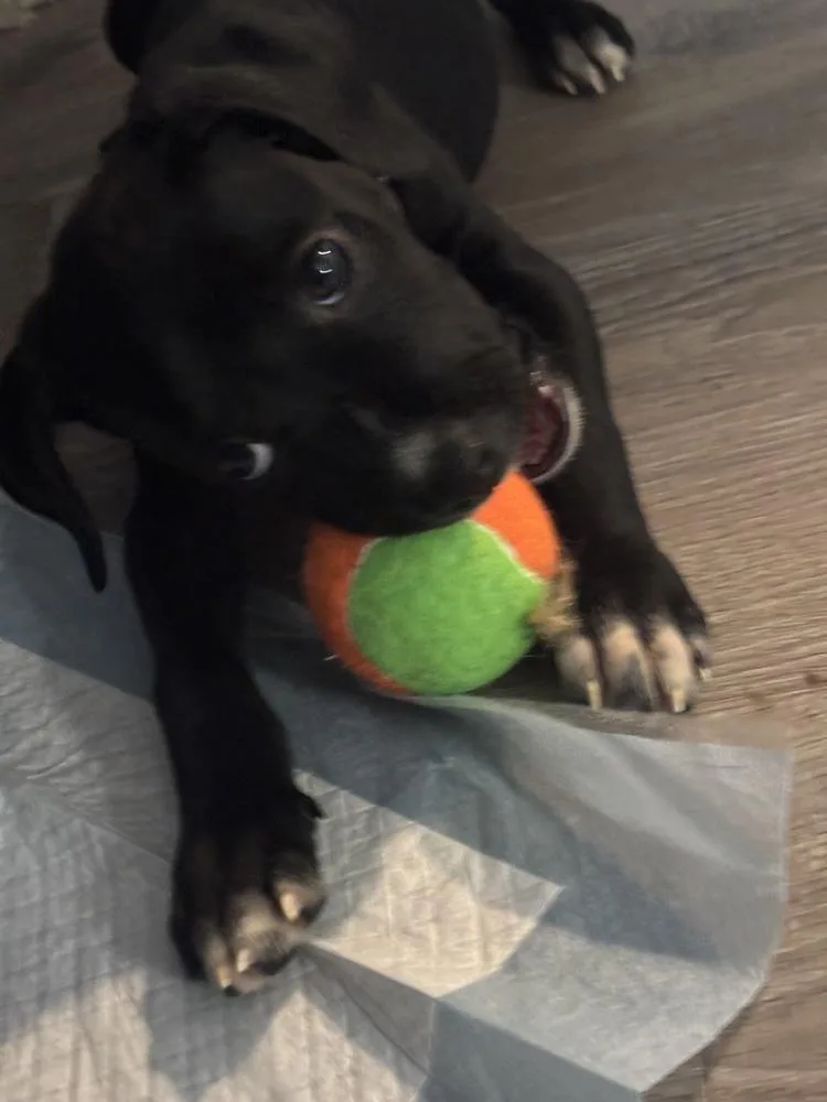 A baby medium-sized female Tricolor (Brown, Black, & White) Mixed Breed dog named Butter for adoption in Clinton Township, MI