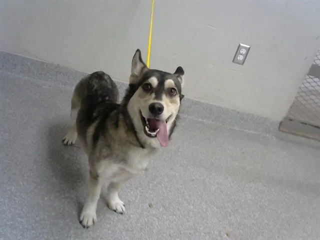 A young medium-sized male Siberian Husky dog named Ziggy for adoption in Pasadena, TX