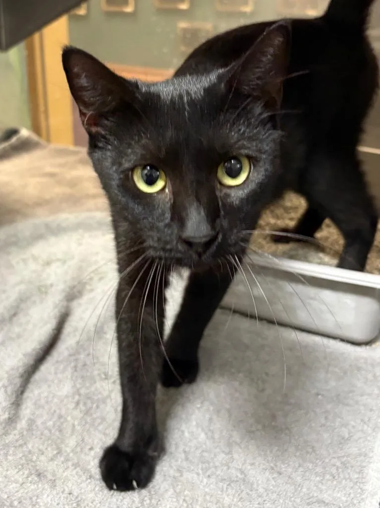 KitKat