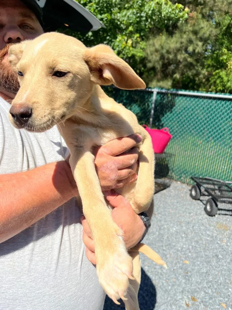 A baby medium-sized female Mixed Breed dog named Jaquelyn for adoption in Mount Gilead, NC