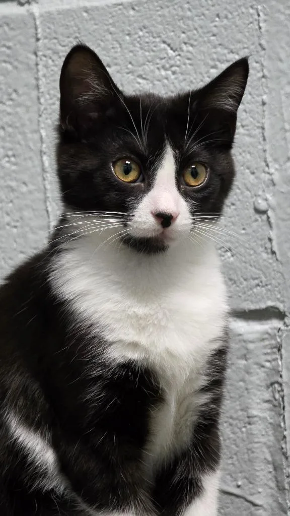 A baby medium-sized female Domestic Short Hair cat named Bennie for adoption in Huntington, IN