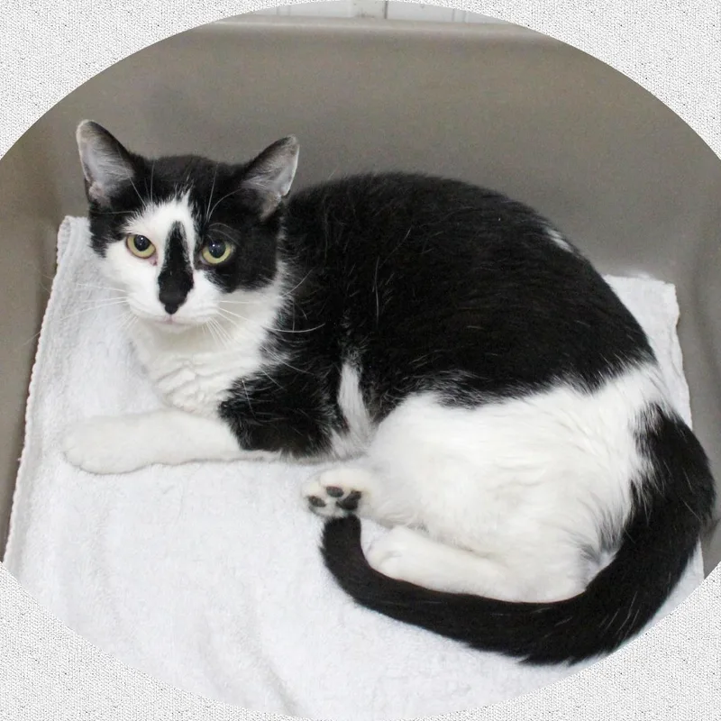 An adult medium-sized female Black & White / Tuxedo Tuxedo cat named Oreo for adoption in Amelia, OH