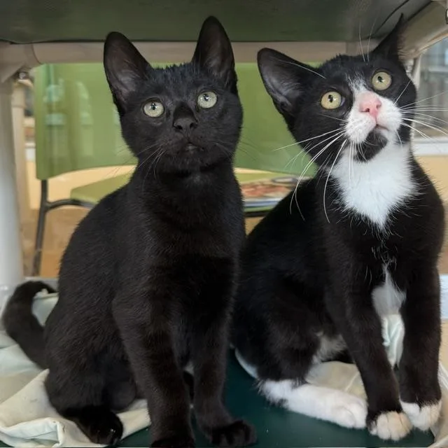 A baby small-sized male Black & White / Tuxedo Domestic Short Hair cat named Felix & Cleo for adoption in Eatontown, NJ