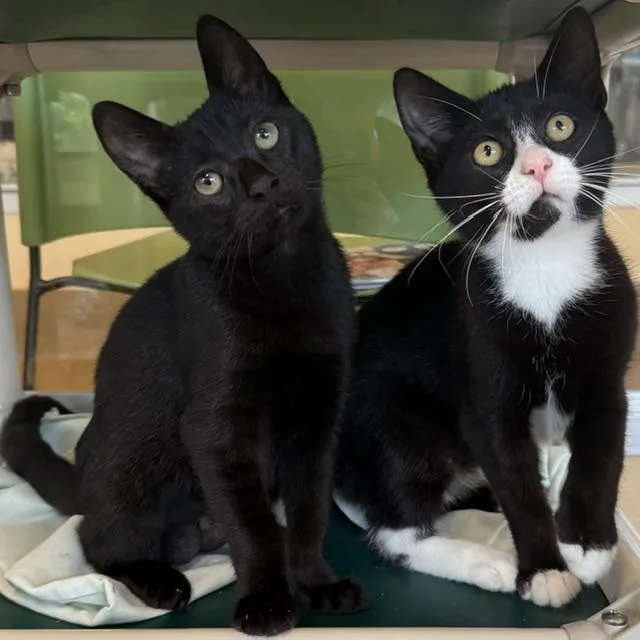 Felix & Cleo thumbnail 2