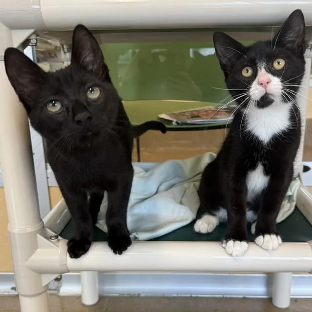 Felix & Cleo thumbnail 3