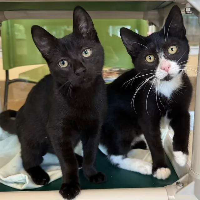Felix & Cleo thumbnail 4