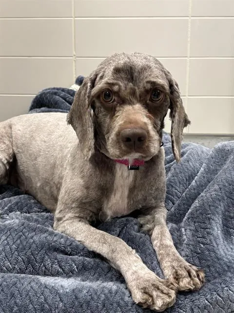 An adult small-sized female Cocker Spaniel dog named Cocoa for adoption in Leesburg, VA