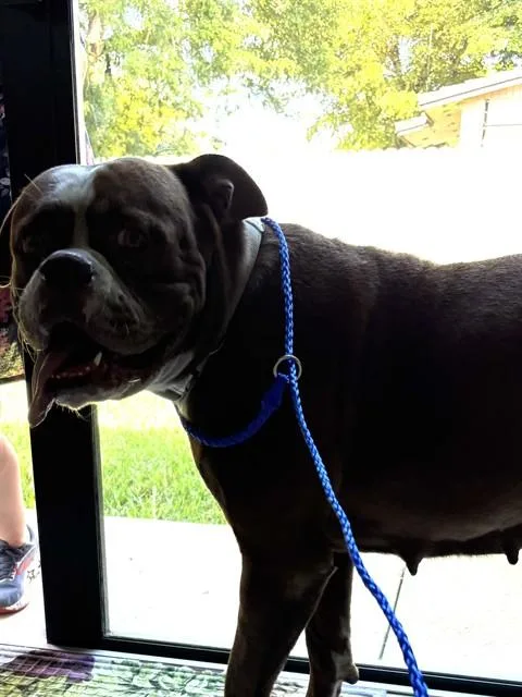 An adult large-sized female Boxer dog named Cupcake for adoption in Miami, FL