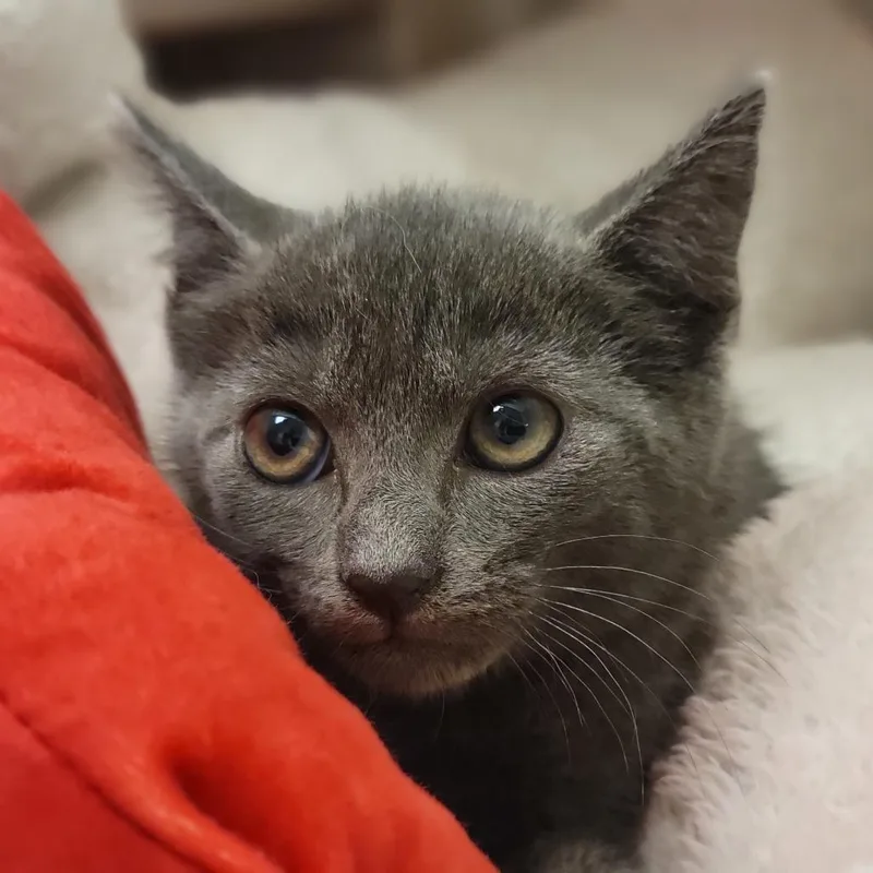 A baby small-sized female Gray / Blue / Silver Domestic Short Hair cat named Kimchi for adoption in Sarasota, FL