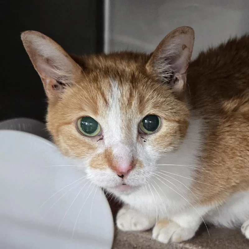 A senior small-sized male Orange / Red Domestic Short Hair cat named Mickey for adoption in Newark, NJ