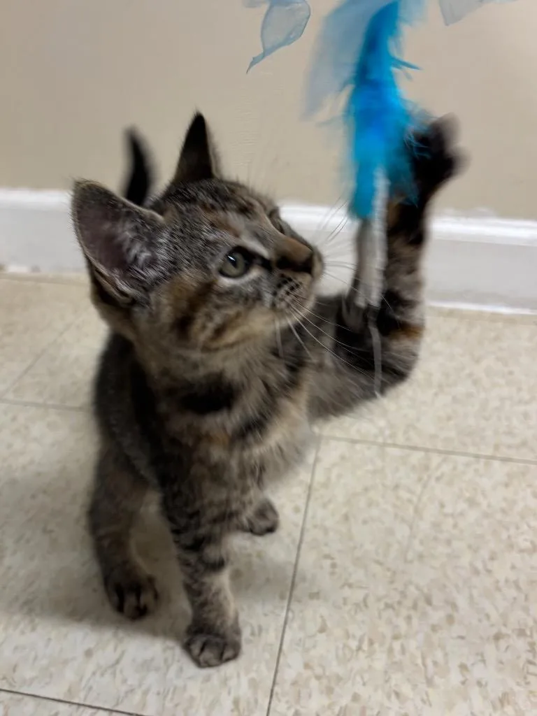 Spaghetti thumbnail 2