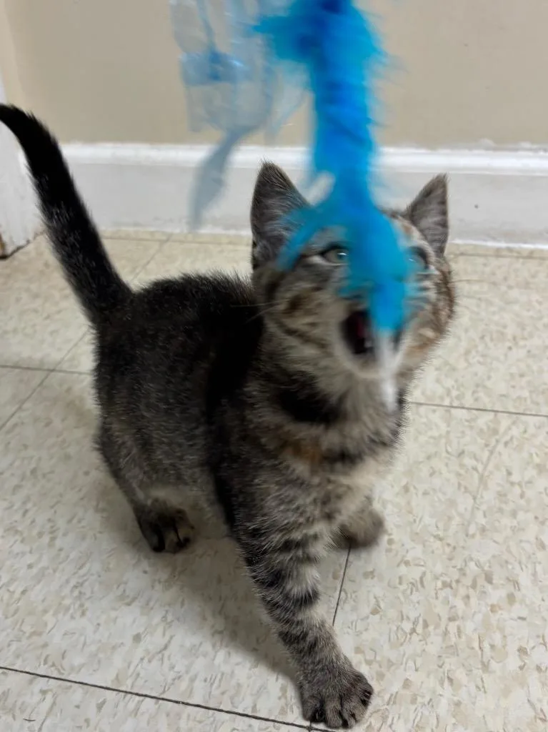 Spaghetti thumbnail 3